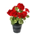 thumbnail image 1 of Regency International MTF19459-RED Géranium d'Été en Pot de 16 Po - Rouge, 1 of 1