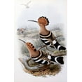 thumbnail image 2 of Gould, John 22x32 White Modern Wood Framed Museum Art Print Titled - Indian Hoopoe, 2 of 4