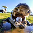 thumbnail image 6 of Ball Badge - Golf Ball Stamp, (The America Series) Self-Inking Golf Ball Stamper, Golf Ball Marker, Reusable Golf Ball Marking Tool to Identify Golf Balls, 6 of 12