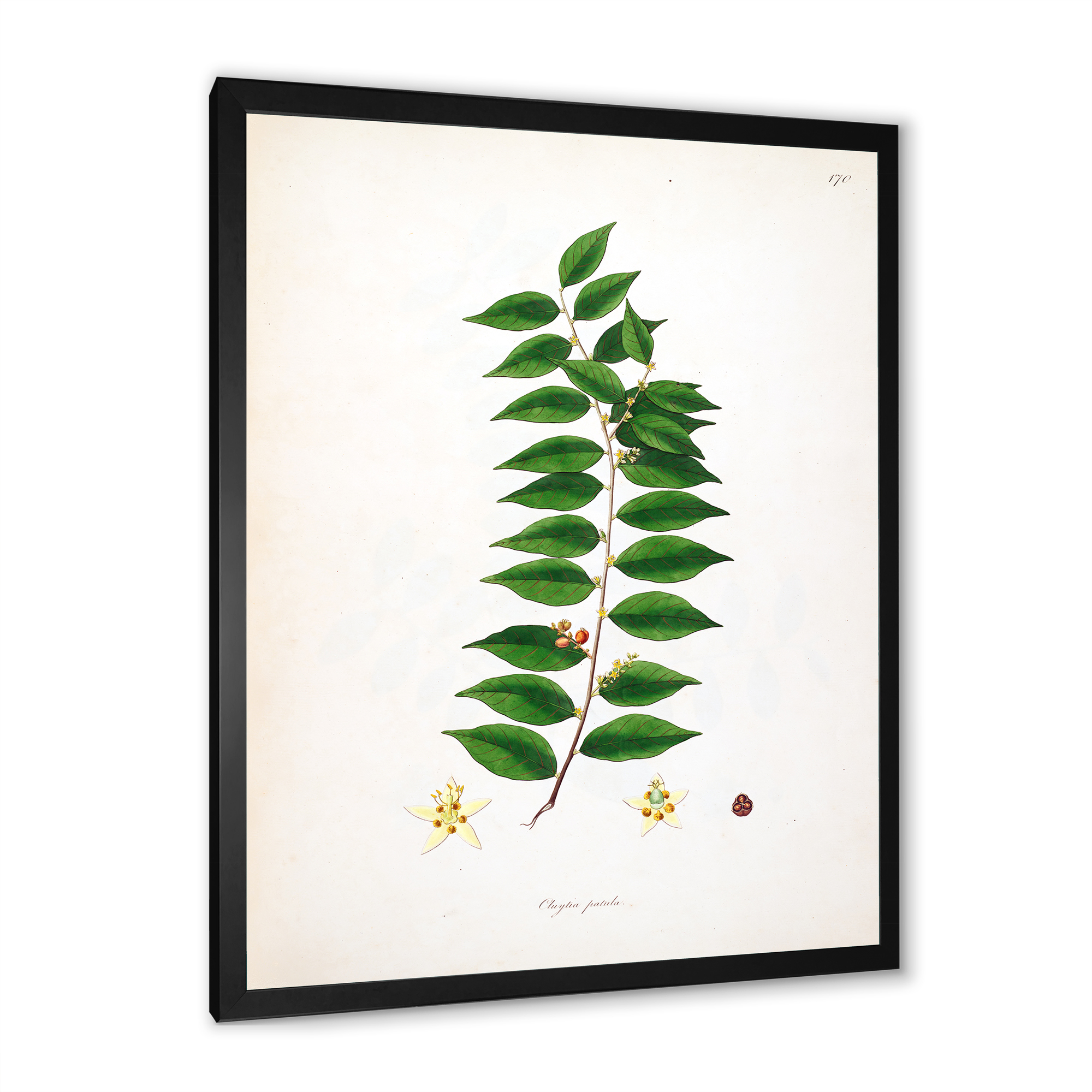 Designart 'Ancient London Plants VI' Farmhouse Framed Art Print