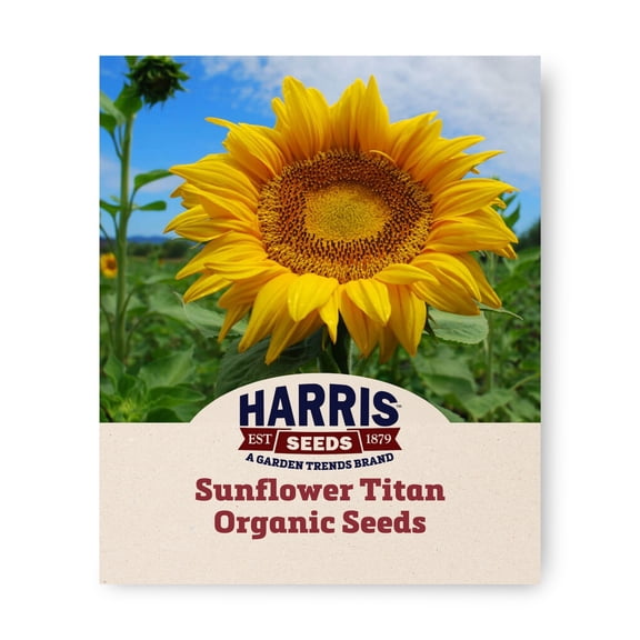 Harris Seeds Sunflower Titan Organic, Large-Head Variety, 50 Count