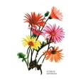 thumbnail image 1 of Buy Enlarge 0-587-03619-2P12x18 Hybrid Gerbera- Paper Size P12x18, 1 of 1