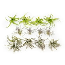 Air Plants The Inca Collection - Live Succulent House Plants - Available in Wholesale and Bulk - Home and Garden Decor - Easy Care Indoor and Outdoor Plants (Pack of 25)