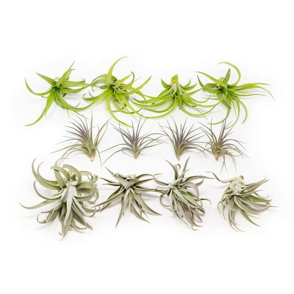 Air Plants The Inca Collection - Live Succulent House Plants - Available in Wholesale and Bulk - Home and Garden Decor - Easy Care Indoor and Outdoor Plants (Pack of 25)