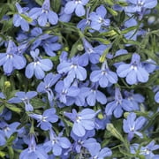 Proven Winners 1.56PT Lobelia Sun Annual Assorted Colors with Grower Pot