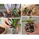 thumbnail image 5 of Mezcla de corteza de pino orgánica shaofei para macetas de orquídeas tamaño mediano 12-18 mm 4 qt, 5 of 5