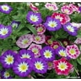 thumbnail image 3 of 30+ Rare Seeds-Ensign Mix Morning Glory Seeds #F015-Authentic Seeds-Flowers-Seeds-Rose seeds-Herb seeds-Vegetable Seeds-Mix Seeds- B3G1, 3 of 5