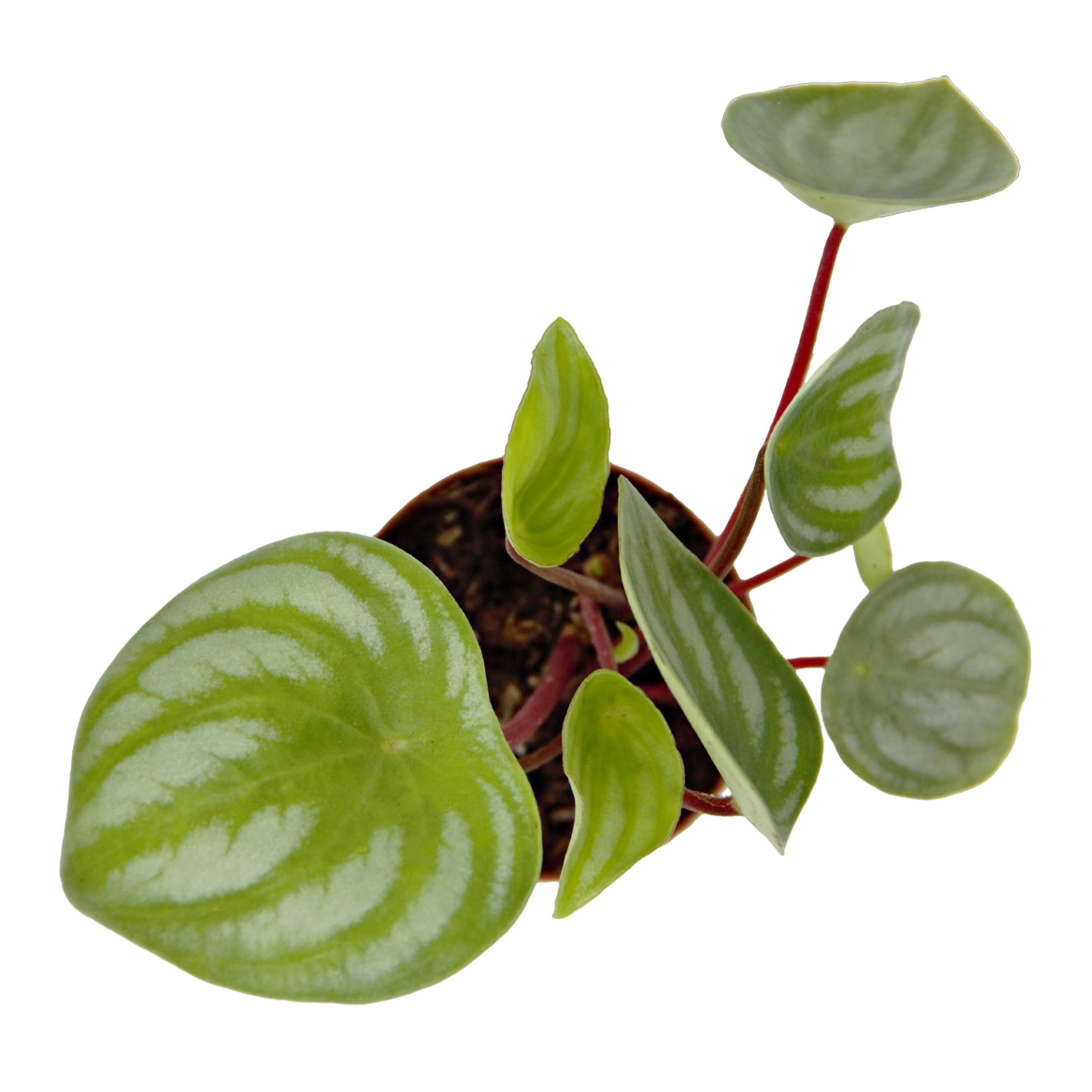 ReptiCulture Assorted Peperomia Tropical 2" 3 pk