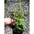 thumbnail image 4 of Daylily Nursery Red Hardy Kiwi Plants in 4" Cups (4 Count), 4 of 4