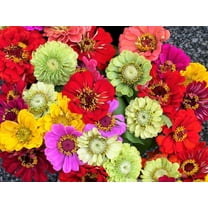 Seedville 250 Zinnia Elegans Plant Seed, Mixed Colors