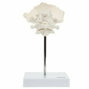 Axis Scientific Occipital Bone - C1 and C2, human skull anatomy model, medical vision scientific flexible Cervical, real models tools, skeleton head, skulls replica life size