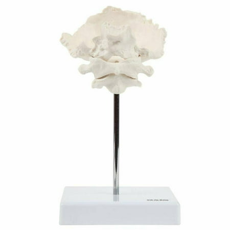 Axis Scientific Occipital Bone - C1 and C2, human skull anatomy model, medical vision scientific flexible Cervical, real models tools, skeleton head, skulls replica life size