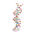 thumbnail image 2 of Regalos de enseñanza biológica modelo de doble hélice, para estudiantes de escuela, kit de aprendizaje de genes resistentes, aprendizaje, 2 of 8