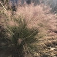 thumbnail image 3 of Pink Muhly Grass - Muhlenbergia capillaris, 3 of 5