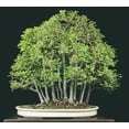 thumbnail image 4 of Seiju Dwarf Chinese Elm - Ulmus parvifolia - 2.5" Pot - Fairy Garden/Bonsai, 4 of 4