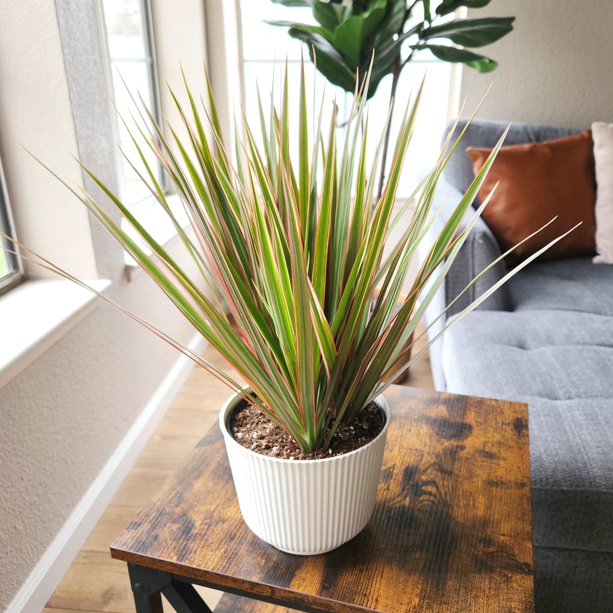 Element Bicolor Dragon Tree Dracaena Marginata in 6" White Pot (Approx 15" Tall) Live Plant