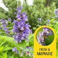 thumbnail image 4 of 2 Cat Mint Plants in 3.5” Cubes | Live Aromatic Pet-Friendly Herb for Cats for Fresh/Dried Use & Enrichment | Fast-Growing Cold-Hardy Perennial for Containers & Gardens (Nepeta), 4 of 10