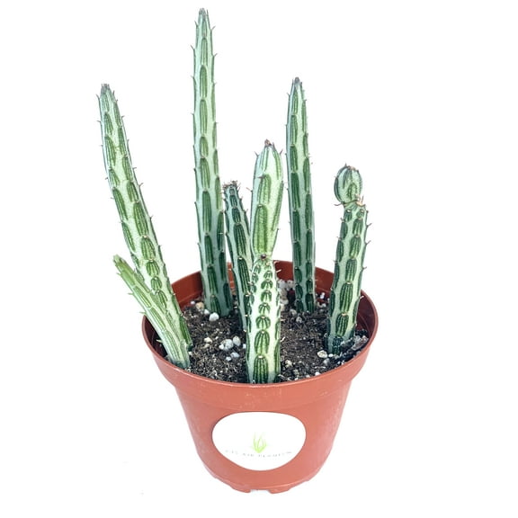 Pickle Plant Succulent Senecio Stapelliformis