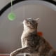 thumbnail image 2 of Rascador de repuesto para gatos con bolas de sisal para gatos de interior, juguete interactivo para gatos aburridos, rascador de cuerda para gatos, 2 of 7