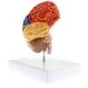 Lab/ Equipment 1:1 Human Colored Half Brain Model Anatomy Teaching
