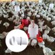 thumbnail image 5 of Alimentador De Aves De Corral Likrtyny Libre de BPA, 5 of 7