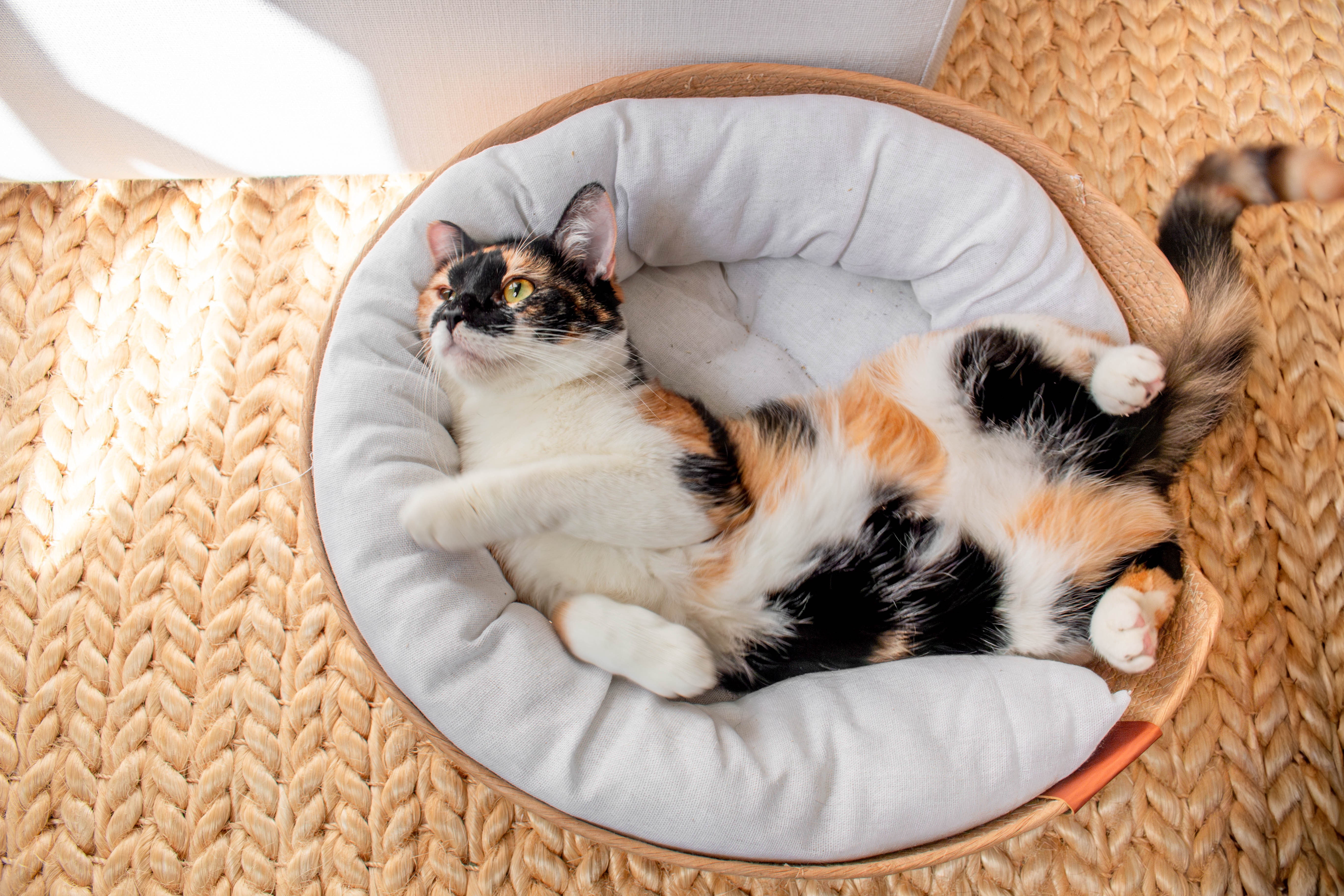 Friends of Normie Wicker Cat Bed (3 Pieces)