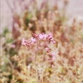 thumbnail image 2 of Hoey, Linda  26x26 White Modern Wood Framed Museum Art Print Titled - Garden Dreams 2, 2 of 4