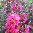 thumbnail image 4 of Crape Myrtle Raspberry Sundae  40 Live Plants  Dual-Color Red & Pink Blooms, Live Plant, Stunning Bicolor Ornamental Shrub for Eye-Catching Garden Displays, 4 of 8