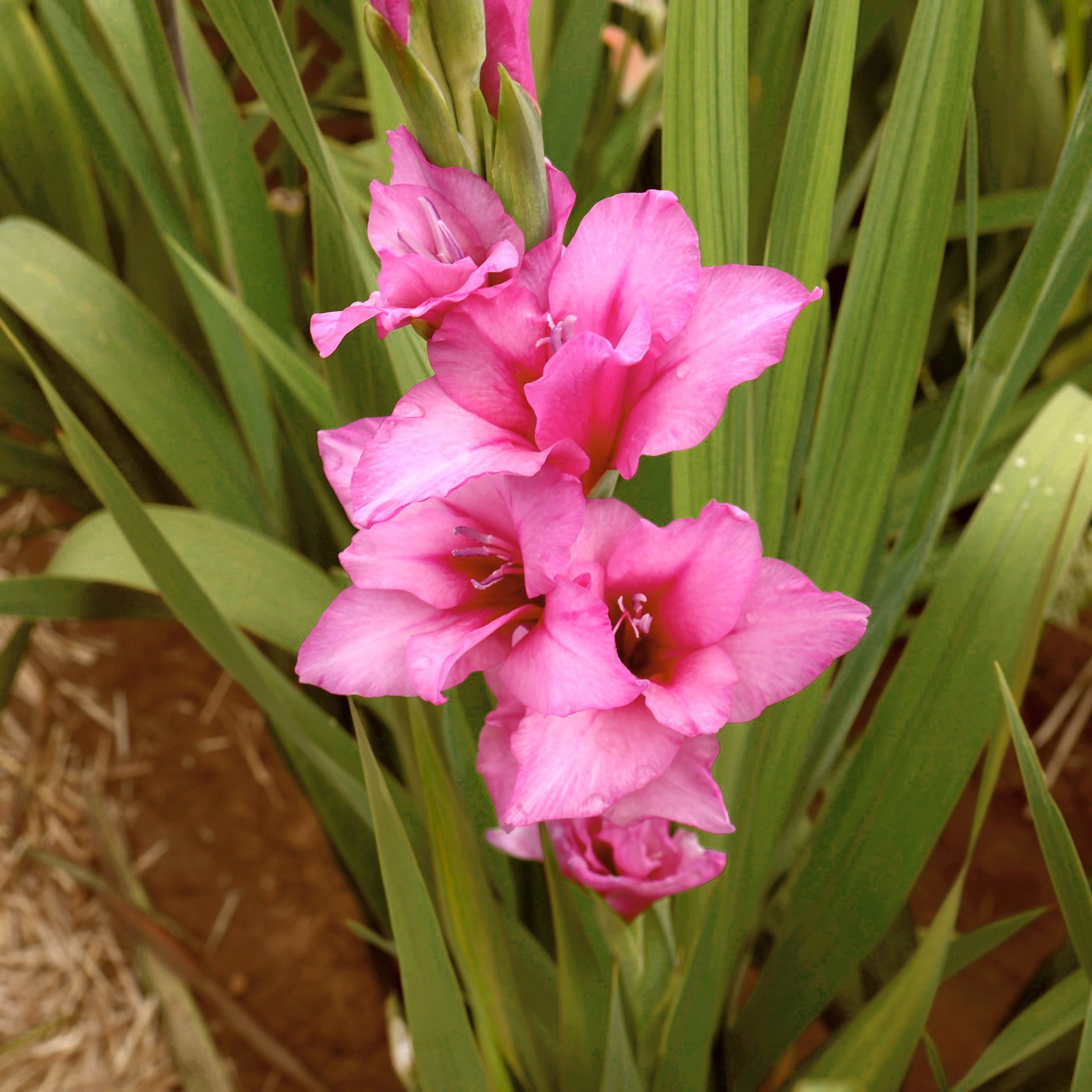 National Plant Network Gladioli Bartok Bulbs (10-Pack)