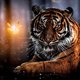 thumbnail image 1 of Cuadros Decorativos 5D DIY diamante pintura bordado novedad tigre mosaico artesanía costura decoración JShteea Nuevos Originales, 1 of 9