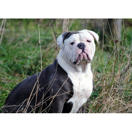 LAMINATED POSTER Breed Canine Dog Animal Pets Pet English Bulldog Poster Print 24 x
