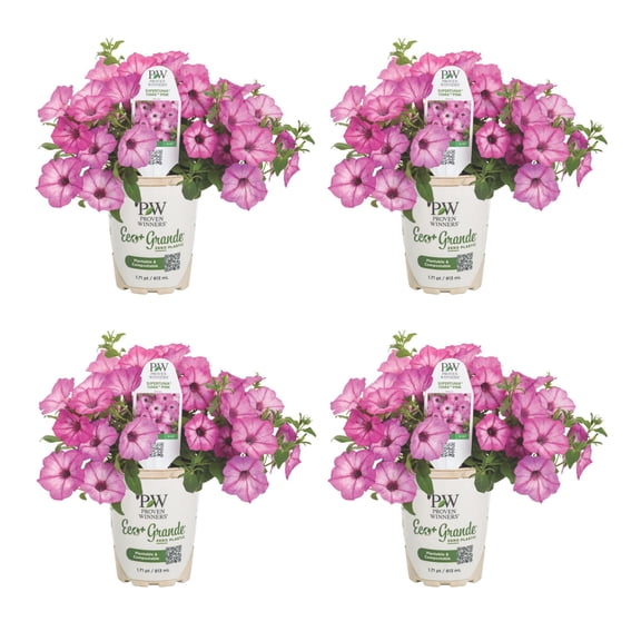 Proven Winners 4" Supertunia Pink Tiara Petunia Live Plant in 4.25" Pot (4 Count)