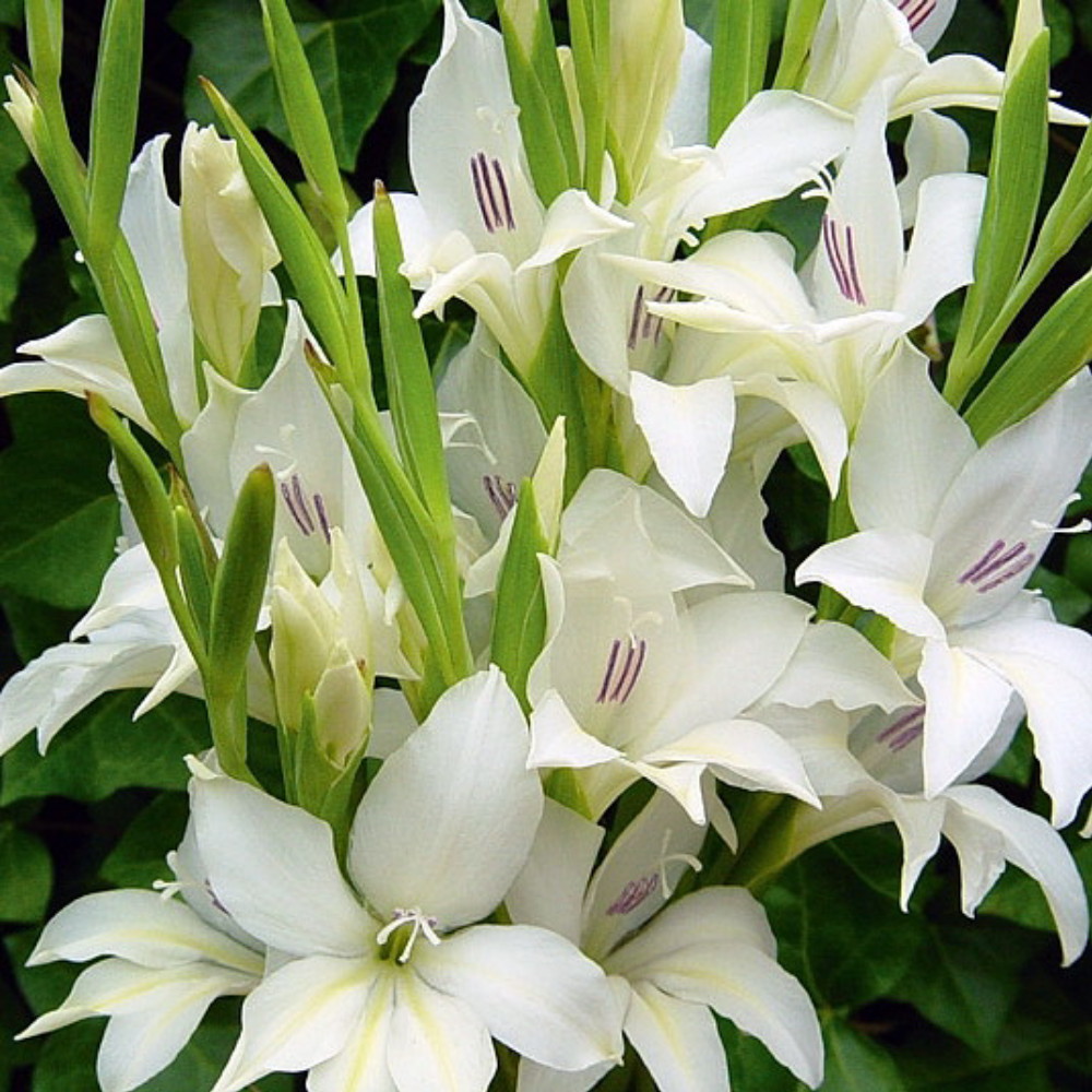 Albus Hardy Gladiolus 10 Bulbs 8/9 cm Hardy to Zone 5