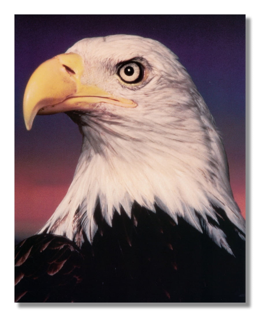 A935 Amazing Bald Eagle Close Up 8x10 Beautiful Photo Print Wall Art Decor 