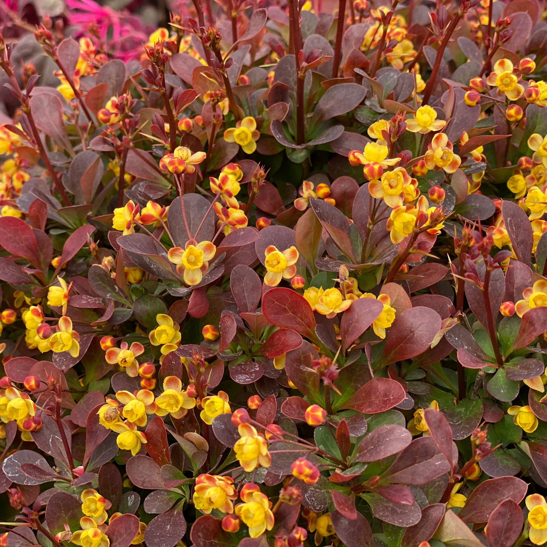 Proven Winners ColorChoice 5" Purple Sunjoy Todo Barberry Live Plant in 4.5" Pot (4 Count)