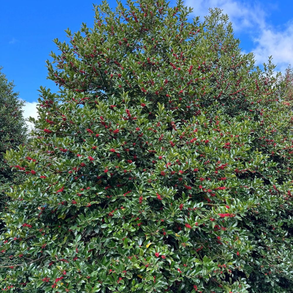 Expert Gardener 3-4 ft tall Eagleston Holly Live Tree in 7-Gallon Grower Pot