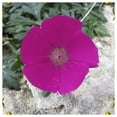 thumbnail image 1 of Everwilde Farms - 1 lb Wine Cup Native Wildflower Seeds - Gold Vault Bulk Seed Packet, 1 of 3