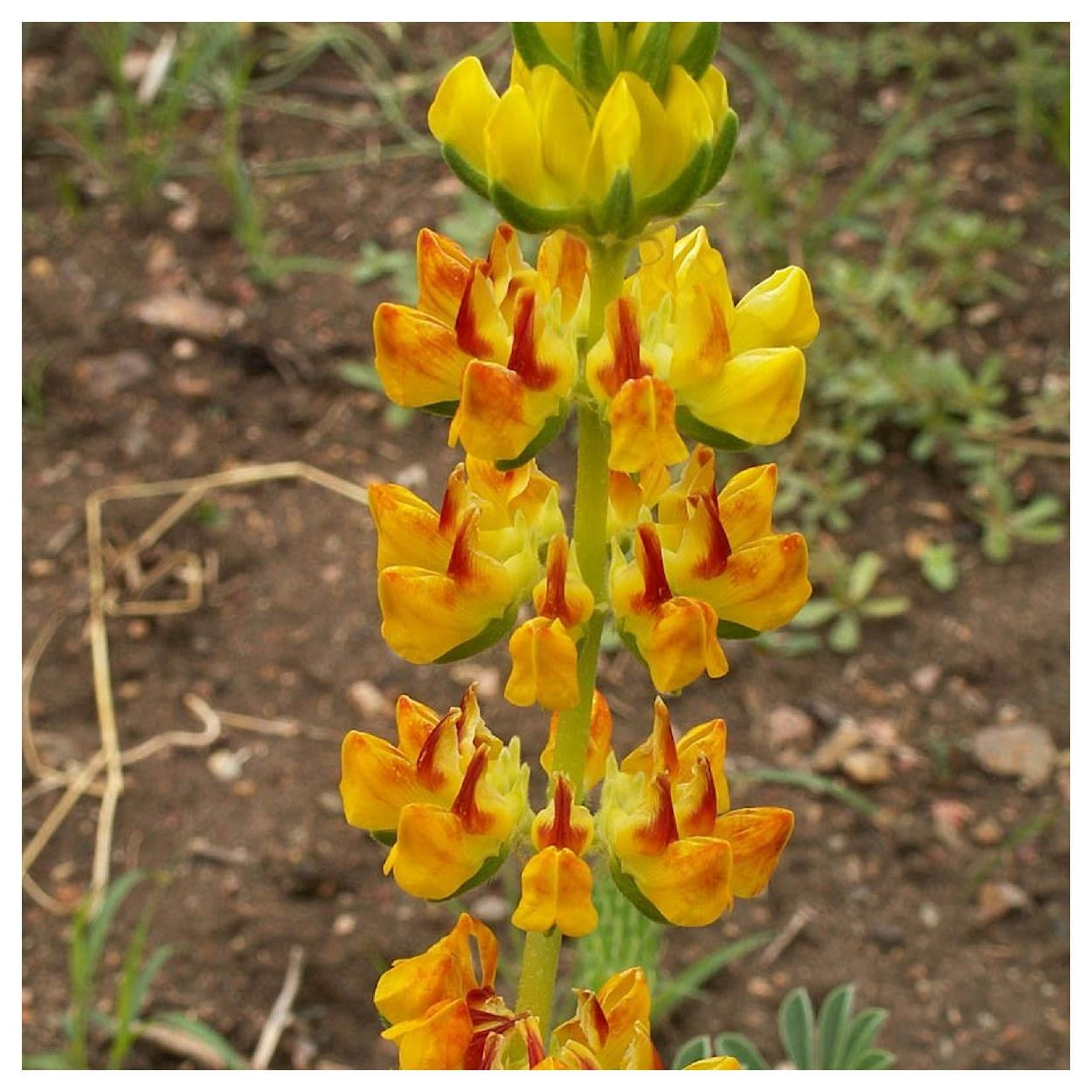 Everwilde Farms - 1 lb Yellow Lupine Native Wildflower Seeds - Gold Vault Bulk Seed Packet
