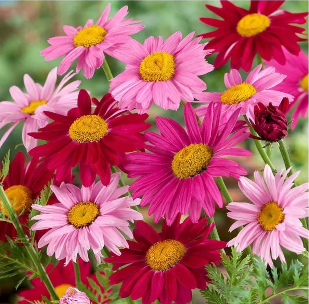 Esigrow 100 Rare Blue African Daisy Flower Seed - Walmart.com