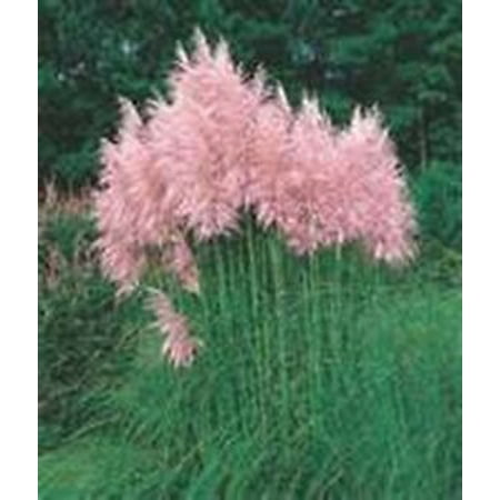 

Pampas Grass- Pink- 100 Seeds-