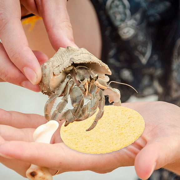 Luxshiny 10Pcs Hermit Crab Water Drinking Sponge Natural Sea Material for Tank Humidity