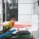 thumbnail image 4 of Bebedero automático para pájaros, dispensador de agua para pájaros, comedero para periquitos, bebedero para jaula, 4 of 6