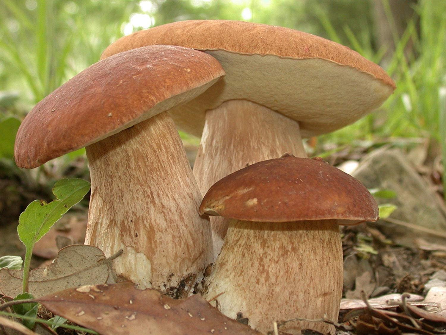 Seeds Porcini Mushroom King Bolete Mycelium Spawn Dried Spores Kit for