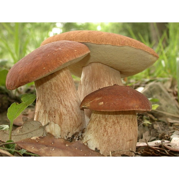 Morell O Mushroom Boletus edulis Plant Seed, Rich and Woodsy Flavor