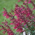 thumbnail image 5 of 50 Wendy's Wish Salvia Seeds Flower Seed Perennial Flowers Hummingbird 708 USA, 5 of 20