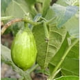thumbnail image 4 of Vegetable Seeds - 50 Heirloom Seeds --Apple Green Eggplant   - All Natural  - Seed Pack, 4 of 6