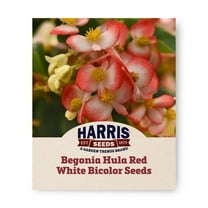 Harris Seeds - F1 Bicolor Hula Red White Begonia Seeds - 100 Pelleted Seeds