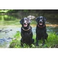 thumbnail image 4 of Dog Shampoo for Sensitive Skin, Calming Itch Relief, Gentle Cleanser, 16 oz., 4 of 5