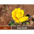 thumbnail image 2 of 30 Rare Seeds| Midas Touch Hybrid Tea Rose Seeds #1032 | Seeds, Herbal Seeds, Flower Seeds, No GMO , Mixed Seed, Chinese Seeds, 2 of 4