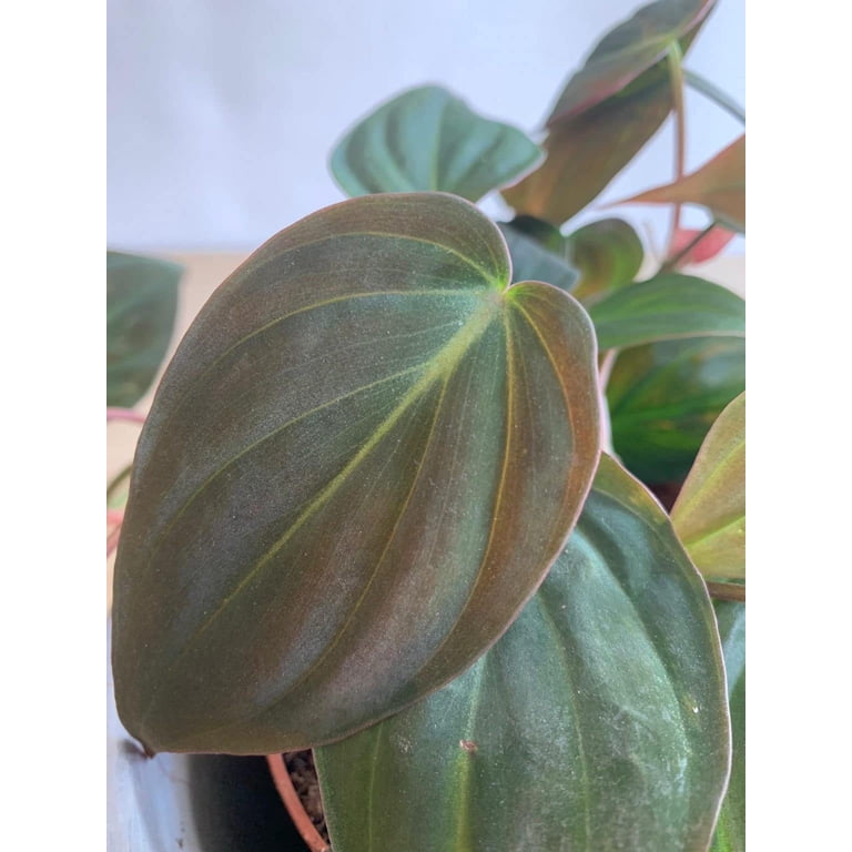 Mican Philodendron - Velvet Leaf - 2 Live Starter Plants - Philodendron  Hederaceum - Beautiful Trailing Houseplant - Walmart.com